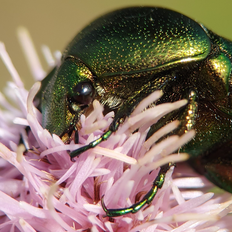 Close-up nature photography of a metallic green Rose Chafer beetle feeding on a purple thistle flower in a woodland setting.
