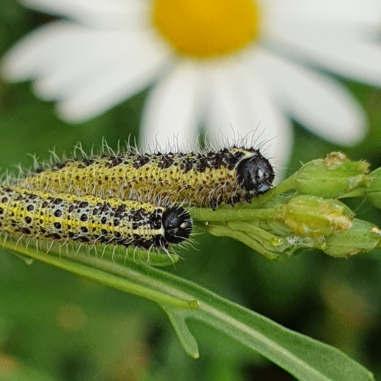 Yellow and black Cinnabar moth caterpillars resting on a green stem with a white daisy in the background - smartphone macro meadow photography by Finbarre Snarey.