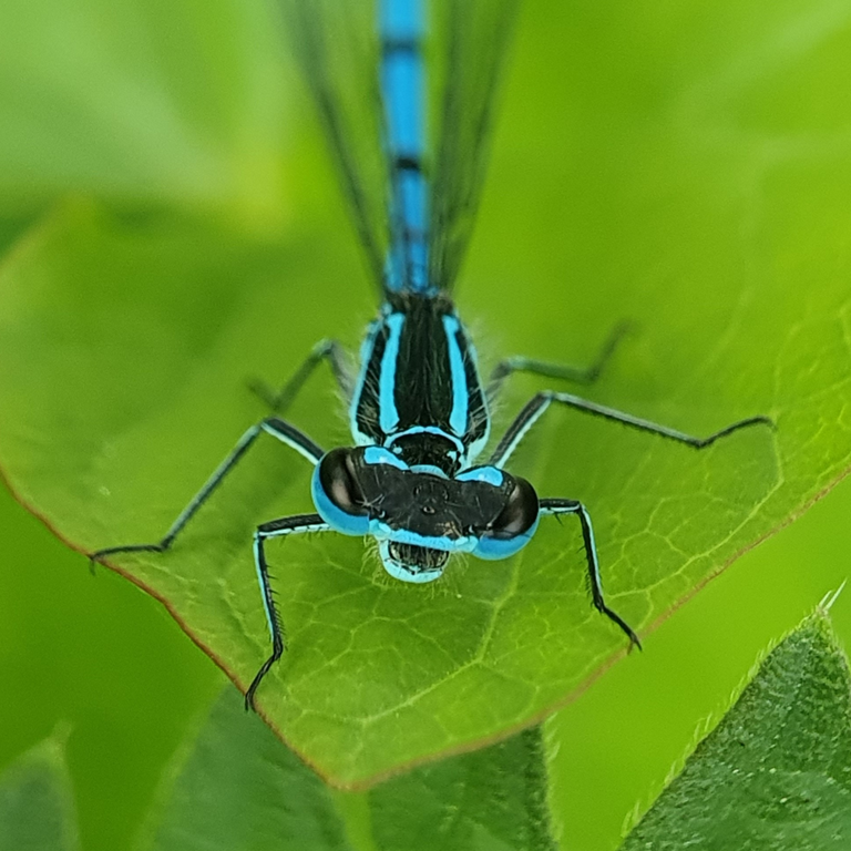 Bright blue damselfly resting on a vibrant green leaf - detailed mobile macro photography capturing local meadow insects.