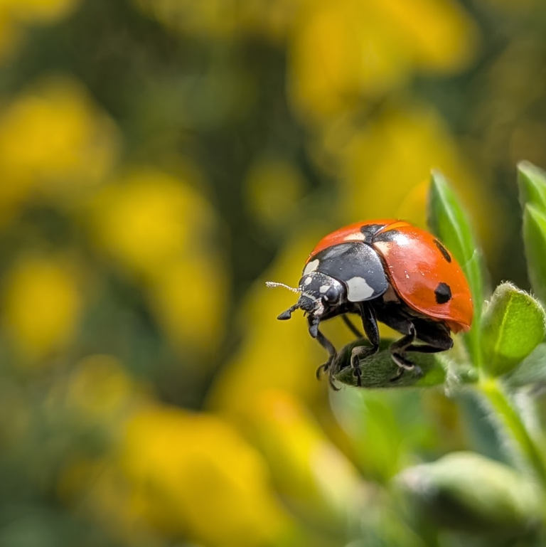 Seven-spot red ladybird climbing a green grass stem against a blurred yellow floral background - close-up meadow wildlife.